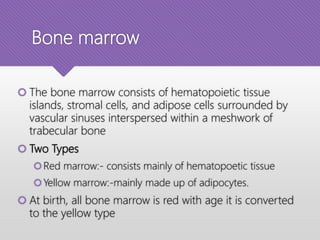 Bone marrow
 The bone marrow consists of hematopoietic tissue
islands, stromal cells, and adipose cells surrounded by
vascular sinuses interspersed within a meshwork of
trabecular bone
 Two Types
Red marrow:- consists mainly of hematopoetic tissue
Yellow marrow:-mainly made up of adipocytes.
 At birth, all bone marrow is red with age it is converted
to the yellow type
 
