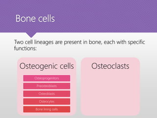 Bone cells
Two cell lineages are present in bone, each with specific
functions:
Osteogenic cells
Osteoprogenitors
Preosteoblasts
Osteoblasts
Osteocytes
Bone lining cells
Osteoclasts
 