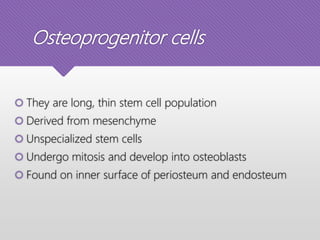 Osteoprogenitor cells
 They are long, thin stem cell population
 Derived from mesenchyme
 Unspecialized stem cells
 Undergo mitosis and develop into osteoblasts
 Found on inner surface of periosteum and endosteum
 