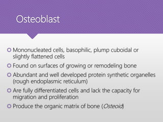 Osteoblast
 Mononucleated cells, basophilic, plump cuboidal or
slightly flattened cells
 Found on surfaces of growing or remodeling bone
 Abundant and well developed protein synthetic organelles
(rough endoplasmic reticulum)
 Are fully differentiated cells and lack the capacity for
migration and proliferation
 Produce the organic matrix of bone (Osteoid)
 