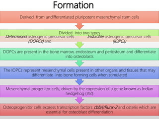 Formation
Osteoprogenitor cells express transcription factors cbfa1/Runx-2 and osterix which are
essential for osteoblast differentiation
Mesenchymal progenitor cells, driven by the expression of a gene known as Indian
hedgehog (Ihh)
The IOPCs represent mesenchymal cells present in other organs and tissues that may
differentiate into bone forming cells when stimulated
DOPCs are present in the bone marrow, endosteum and periosteum and differentiate
into osteoblasts
Divided into two types
Determined osteogenic precursor cells
(DOPCs) and
Inducible osteogenic precursor cells
(IOPCs)
Derived from undifferentiated pluripotent mesenchymal stem cells
 