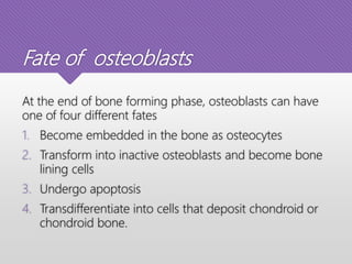 Fate of osteoblasts
At the end of bone forming phase, osteoblasts can have
one of four different fates
1. Become embedded in the bone as osteocytes
2. Transform into inactive osteoblasts and become bone
lining cells
3. Undergo apoptosis
4. Transdifferentiate into cells that deposit chondroid or
chondroid bone.
 