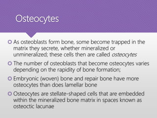 Osteocytes
 As osteoblasts form bone, some become trapped in the
matrix they secrete, whether mineralized or
unmineralized; these cells then are called osteocytes
 The number of osteoblasts that become osteocytes varies
depending on the rapidity of bone formation;
 Embryonic (woven) bone and repair bone have more
osteocytes than does lamellar bone
 Osteocytes are stellate‐shaped cells that are embedded
within the mineralized bone matrix in spaces known as
osteoctic lacunae
 