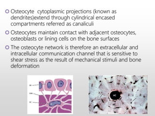 Osteocyte cytoplasmic projections (known as
dendrites)extend through cylindrical encased
compartments referred as canaliculi
 Osteocytes maintain contact with adjacent osteocytes,
osteoblasts or lining cells on the bone surfaces
 The osteocyte network is therefore an extracellular and
intracellular communication channel that is sensitive to
shear stress as the result of mechanical stimuli and bone
deformation
 