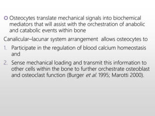  Osteocytes translate mechanical signals into biochemical
mediators that will assist with the orchestration of anabolic
and catabolic events within bone
Canalicular–lacunar system arrangement allows osteocytes to
1. Participate in the regulation of blood calcium homeostasis
and
2. Sense mechanical loading and transmit this information to
other cells within the bone to further orchestrate osteoblast
and osteoclast function (Burger et al. 1995; Marotti 2000).
 
