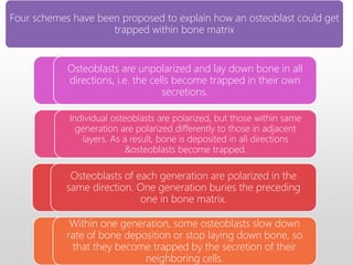 Four schemes have been proposed to explain how an osteoblast could get
trapped within bone matrix
Osteoblasts are unpolarized and lay down bone in all
directions, i.e. the cells become trapped in their own
secretions.
Individual osteoblasts are polarized, but those within same
generation are polarized differently to those in adjacent
layers. As a result, bone is deposited in all directions
&osteoblasts become trapped.
Osteoblasts of each generation are polarized in the
same direction. One generation buries the preceding
one in bone matrix.
Within one generation, some osteoblasts slow down
rate of bone deposition or stop laying down bone, so
that they become trapped by the secretion of their
neighboring cells.
 