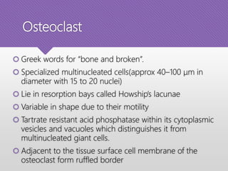 Osteoclast
 Greek words for “bone and broken”.
 Specialized multinucleated cells(approx 40–100 μm in
diameter with 15 to 20 nuclei)
 Lie in resorption bays called Howship’s lacunae
 Variable in shape due to their motility
 Tartrate resistant acid phosphatase within its cytoplasmic
vesicles and vacuoles which distinguishes it from
multinucleated giant cells.
 Adjacent to the tissue surface cell membrane of the
osteoclast form ruffled border
 
