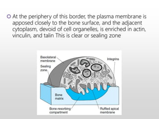  At the periphery of this border, the plasma membrane is
apposed closely to the bone surface, and the adjacent
cytoplasm, devoid of cell organelles, is enriched in actin,
vinculin, and talin This is clear or sealing zone
 