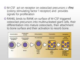  M-CSF act on receptor on osteoclast precursors c-Fms
(colony stimulating factor 1 receptor) and provides
signals for proliferation
 RANKL binds to RANK on surface of M-CSF triggered
osteoclast precursors into multinucleated giant cells, their
differentiation into mature osteoclasts, their attachment
to bone surface and their activation to resorb bone.
 