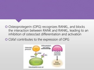  Osteoprotegerin (OPG) recognizes RANKL, and blocks
the interaction between RANK and RANKL, leading to an
inhibition of osteoclast differentiation and activation
 Cbfa1 contributes to the expression of OPG
 