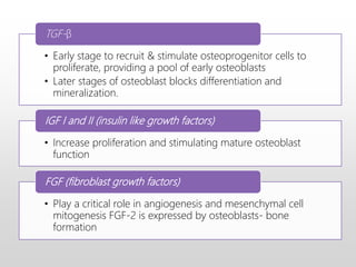 • Early stage to recruit & stimulate osteoprogenitor cells to
proliferate, providing a pool of early osteoblasts
• Later stages of osteoblast blocks differentiation and
mineralization.
TGF-β
• Increase proliferation and stimulating mature osteoblast
function
IGF I and II (insulin like growth factors)
• Play a critical role in angiogenesis and mesenchymal cell
mitogenesis FGF-2 is expressed by osteoblasts- bone
formation
FGF (fibroblast growth factors)
 