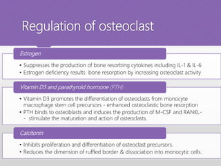 Regulation of osteoclast
• Suppresses the production of bone resorbing cytokines including IL-1 & IL-6
• Estrogen deficiency results bone resorption by increasing osteoclast activity
Estrogen
• Vitamin D3 promotes the differentiation of osteoclasts from monocyte
macrophage stem cell precursors - enhanced osteoclastic bone resorption
• PTH binds to osteoblasts and induces the production of M-CSF and RANKL-
- stimulate the maturation and action of osteoclasts.
Vitamin D3 and parathyroid hormone (PTH)
• Inhibits proliferation and differentiation of osteoclast precursors.
• Reduces the dimension of ruffled border & dissociation into monocytic cells.
Calcitonin
 
