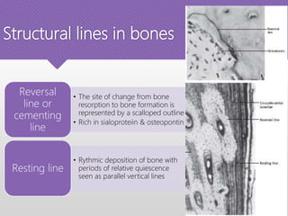 Structural lines in bones
• The site of change from bone
resorption to bone formation is
represented by a scalloped outline
• Rich in sialoproteiin & osteopontin
Reversal
line or
cementing
line
• Rythmic deposition of bone with
periods of relative quiescence
seen as parallel vertical lines
Resting line
 