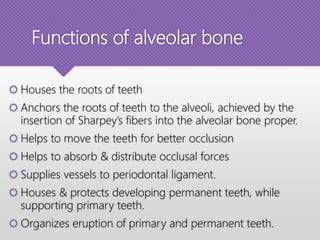 Functions of alveolar bone
 Houses the roots of teeth
 Anchors the roots of teeth to the alveoli, achieved by the
insertion of Sharpey’s fibers into the alveolar bone proper.
 Helps to move the teeth for better occlusion
 Helps to absorb & distribute occlusal forces
 Supplies vessels to periodontal ligament.
 Houses & protects developing permanent teeth, while
supporting primary teeth.
 Organizes eruption of primary and permanent teeth.
 