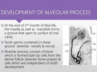 DEVELOPMENT OF ALVEOLAR PROCESS
 At the end of 2nd month of fetal life,
the maxilla as well as mandible forms
a groove that open to surface of oral
cavity
 Tooth germs contained in these
groove (alveolar vessels & nerve)
 Alveolar process consists of bone
which is formed both by cells from the
dental follicle (alveolar bone proper) &
cells which are independent of tooth
development
 