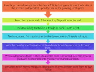 Permanent tooth moves into place, developing its own alveolar bone from its own
follicle
When a deciduous tooth is shed, its alveolar bone is resorbed. Alveolar process
gradually incorporated into maxillary or mandibular body.
With the onset of root formation - interradicular bone develops in multirooted
teeth.
Teeth separated from each other by the development of interdental septa.
The developing teeth lie in a trough of bone -Tooth Crypt.
Resorption - inner wall of the alveolus/ Deposition -outer wall.
Alveolar process develops from the dental follicle during eruption of tooth size of
the alveolus is dependent upon the size of the growing tooth germ.
 