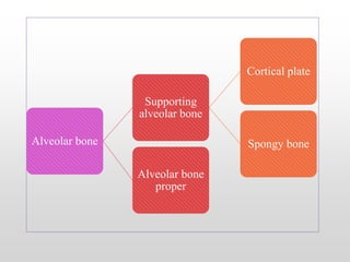 Alveolar bone
Supporting
alveolar bone
Cortical plate
Spongy bone
Alveolar bone
proper
 