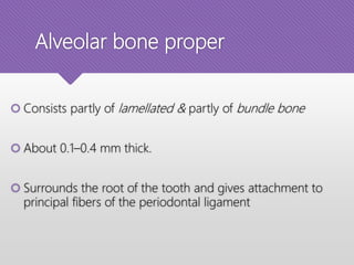 Alveolar bone proper
 Consists partly of lamellated & partly of bundle bone
 About 0.1–0.4 mm thick.
 Surrounds the root of the tooth and gives attachment to
principal fibers of the periodontal ligament
 