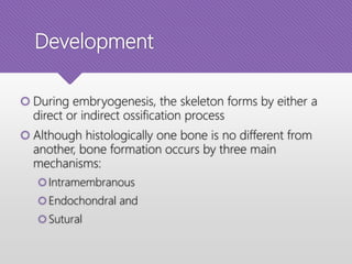 Development
 During embryogenesis, the skeleton forms by either a
direct or indirect ossification process
 Although histologically one bone is no different from
another, bone formation occurs by three main
mechanisms:
Intramembranous
Endochondral and
Sutural
 