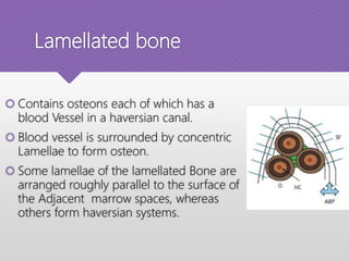 Lamellated bone
 Contains osteons each of which has a
blood Vessel in a haversian canal.
 Blood vessel is surrounded by concentric
Lamellae to form osteon.
 Some lamellae of the lamellated Bone are
arranged roughly parallel to the surface of
the Adjacent marrow spaces, whereas
others form haversian systems.
 
