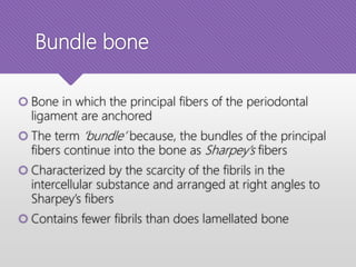 Bundle bone
 Bone in which the principal fibers of the periodontal
ligament are anchored
 The term ‘bundle’ because, the bundles of the principal
fibers continue into the bone as Sharpey’s fibers
 Characterized by the scarcity of the fibrils in the
intercellular substance and arranged at right angles to
Sharpey’s fibers
 Contains fewer fibrils than does lamellated bone
 