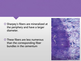  Sharpey’s fibers are mineralized at
the periphery and have a larger
diameter.
 These fibers are less numerous
than the corresponding fiber
bundles in the cementum
 