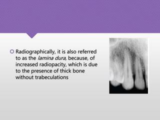  Radiographically, it is also referred
to as the lamina dura, because, of
increased radiopacity, which is due
to the presence of thick bone
without trabeculations
 