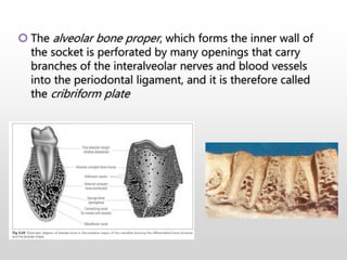  The alveolar bone proper, which forms the inner wall of
the socket is perforated by many openings that carry
branches of the interalveolar nerves and blood vessels
into the periodontal ligament, and it is therefore called
the cribriform plate
 