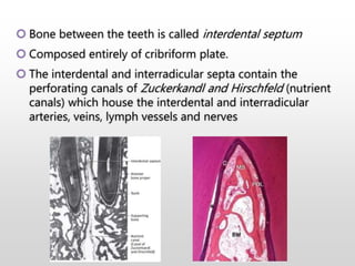  Bone between the teeth is called interdental septum
 Composed entirely of cribriform plate.
 The interdental and interradicular septa contain the
perforating canals of Zuckerkandl and Hirschfeld (nutrient
canals) which house the interdental and interradicular
arteries, veins, lymph vessels and nerves
 