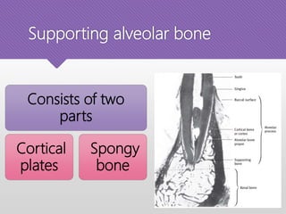 Supporting alveolar bone
Consists of two
parts
Cortical
plates
Spongy
bone
 
