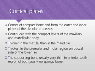 Cortical plates
 Consist of compact bone and form the outer and inner
plates of the alveolar processes
 Continuous with the compact layers of the maxillary
and mandibular body
 Thinner in the maxilla, than in the mandible
 Thickest in the premolar and molar region on buccal
side of the lower jaw
 The supporting bone usually very thin in anterior teeth
region of both jaws – no spongy bone
 