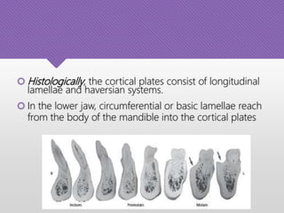  Histologically, the cortical plates consist of longitudinal
lamellae and haversian systems.
 In the lower jaw, circumferential or basic lamellae reach
from the body of the mandible into the cortical plates
 