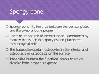 Spongy bone
 Spongy bone fills the area between the cortical plates
and the alveolar bone proper
 Contains trabeculae of lamellar bone- surrounded by
marrow that is rich in adipocytes and pluripotent
mesenchymal cells
 The trabeculae contain osteocytes in the interior and
osteoblasts or osteoclasts on the surface
 Trabeculae buttress the functional forces to which
alveolar bone proper is exposed
 