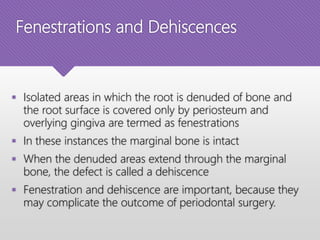 Fenestrations and Dehiscences
 Isolated areas in which the root is denuded of bone and
the root surface is covered only by periosteum and
overlying gingiva are termed as fenestrations
 In these instances the marginal bone is intact
 When the denuded areas extend through the marginal
bone, the defect is called a dehiscence
 Fenestration and dehiscence are important, because they
may complicate the outcome of periodontal surgery.
 