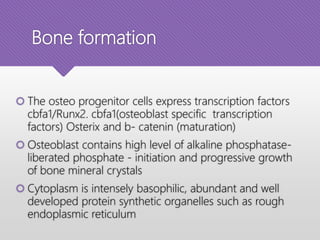 Bone formation
 The osteo progenitor cells express transcription factors
cbfa1/Runx2. cbfa1(osteoblast specific transcription
factors) Osterix and b- catenin (maturation)
 Osteoblast contains high level of alkaline phosphatase-
liberated phosphate - initiation and progressive growth
of bone mineral crystals
 Cytoplasm is intensely basophilic, abundant and well
developed protein synthetic organelles such as rough
endoplasmic reticulum
 
