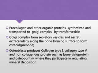  Procollagen and other organic proteins synthesized and
transported to golgi complex by transfer vesicle
 Golgi complex form secretory vesicles and secret
extracellularly along the bone forming surface to form
osteoid(prebone)
 Osteoblasts produces Collagen type I, collagen type V
and non collagenous protein such as bone sialoprotein
and osteopontin- where they participate in regulating
mineral deposition
 