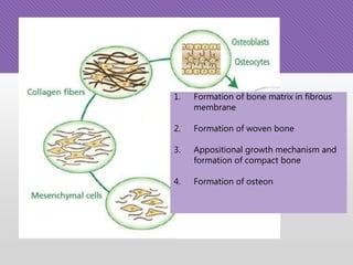 1. Formation of bone matrix in fibrous
membrane
2. Formation of woven bone
3. Appositional growth mechanism and
formation of compact bone
4. Formation of osteon
 