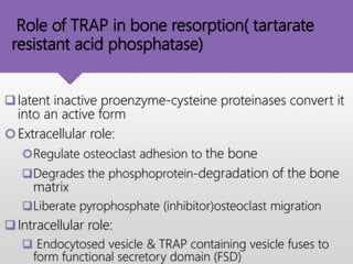 Role of TRAP in bone resorption( tartarate
resistant acid phosphatase)
latent inactive proenzyme-cysteine proteinases convert it
into an active form
Extracellular role:
Regulate osteoclast adhesion to the bone
Degrades the phosphoprotein-degradation of the bone
matrix
Liberate pyrophosphate (inhibitor)osteoclast migration
Intracellular role:
 Endocytosed vesicle & TRAP containing vesicle fuses to
form functional secretory domain (FSD)
 