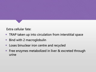 Extra cellular fate:
 TRAP taken up into circulation from interstitial space
 Bind with 2 macroglobulin
 Loses binuclear iron centre and recycled
 Free enzymes metabolized in liver & excreted through
urine
 