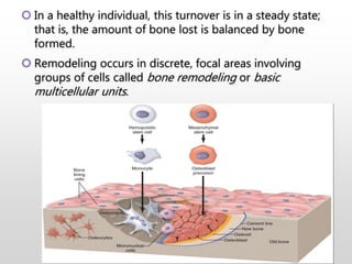  In a healthy individual, this turnover is in a steady state;
that is, the amount of bone lost is balanced by bone
formed.
 Remodeling occurs in discrete, focal areas involving
groups of cells called bone remodeling or basic
multicellular units.
 