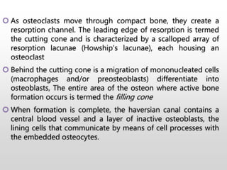  As osteoclasts move through compact bone, they create a
resorption channel. The leading edge of resorption is termed
the cutting cone and is characterized by a scalloped array of
resorption lacunae (Howship’s lacunae), each housing an
osteoclast
 Behind the cutting cone is a migration of mononucleated cells
(macrophages and/or preosteoblasts) differentiate into
osteoblasts, The entire area of the osteon where active bone
formation occurs is termed the filling cone
 When formation is complete, the haversian canal contains a
central blood vessel and a layer of inactive osteoblasts, the
lining cells that communicate by means of cell processes with
the embedded osteocytes.
 