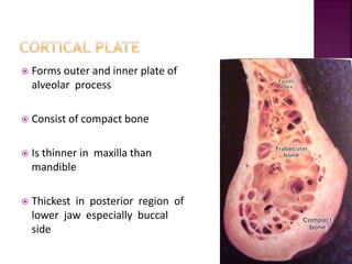 Alveolar bone | PPTX