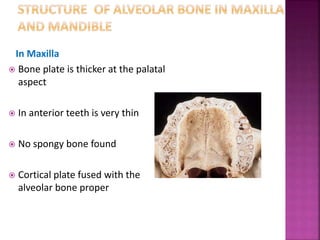 Alveolar bone | PPTX