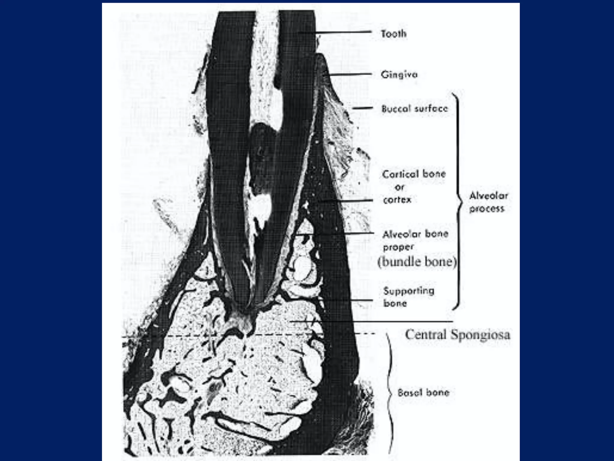 Alveolar bone Biology Diagrams