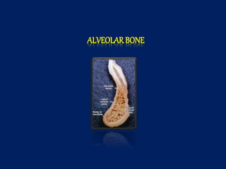 ALVEOLAR BONE
 