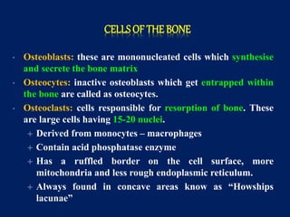 CELLSOF THE BONE
• Osteoblasts: these are mononucleated cells which synthesise
and secrete the bone matrix
• Osteocytes: inactive osteoblasts which get entrapped within
the bone are called as osteocytes.
• Osteoclasts: cells responsible for resorption of bone. These
are large cells having 15-20 nuclei.
 Derived from monocytes – macrophages
 Contain acid phosphatase enzyme
 Has a ruffled border on the cell surface, more
mitochondria and less rough endoplasmic reticulum.
 Always found in concave areas know as “Howships
lacunae”
 