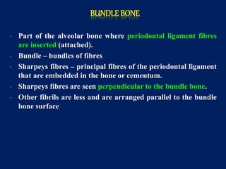 BUNDLE BONE
• Part of the alveolar bone where periodontal ligament fibres
are inserted (attached).
• Bundle – bundles of fibres
• Sharpeys fibres – principal fibres of the periodontal ligament
that are embedded in the bone or cementum.
• Sharpeys fibres are seen perpendicular to the bundle bone.
• Other fibrils are less and are arranged parallel to the bundle
bone surface
 