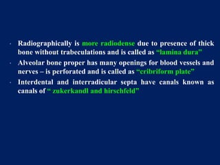 • Radiographically is more radiodense due to presence of thick
bone without trabeculations and is called as “lamina dura”
• Alveolar bone proper has many openings for blood vessels and
nerves – is perforated and is called as “cribriform plate”
• Interdental and interradicular septa have canals known as
canals of “ zukerkandl and hirschfeld”
 