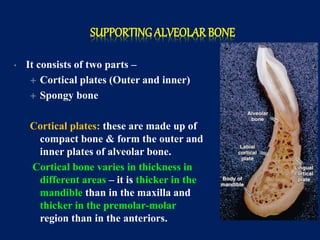 SUPPORTING ALVEOLAR BONE
• It consists of two parts –
 Cortical plates (Outer and inner)
 Spongy bone
Cortical plates: these are made up of
compact bone & form the outer and
inner plates of alveolar bone.
Cortical bone varies in thickness in
different areas – it is thicker in the
mandible than in the maxilla and
thicker in the premolar-molar
region than in the anteriors.
 