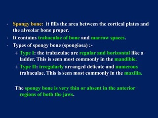 • Spongy bone: it fills the area between the cortical plates and
the alveolar bone proper.
• It contains trabaculae of bone and marrow spaces.
• Types of spongy bone (spongiosa) :-
 Type I: the trabaculae are regular and horizontal like a
ladder. This is seen most commonly in the mandible.
 Type II: irregularly arranged delicate and numerous
trabaculae. This is seen most commonly in the maxilla.
The spongy bone is very thin or absent in the anterior
regions of both the jaws.
 